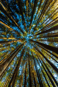 Low angle view of trees at forest