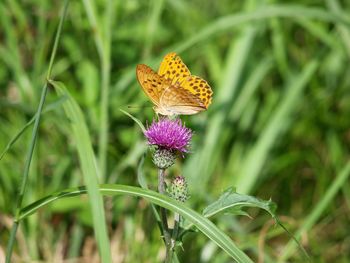 Close-up of butterfly on milk thistle flower