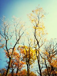 Low angle view of bare trees against sky