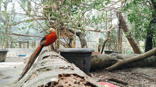 Close-up of bird perching on tree