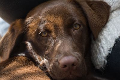 Close-up portrait of dog