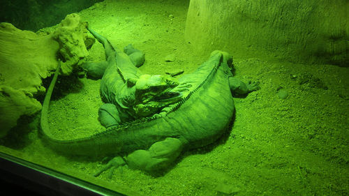 High angle view of turtle in water