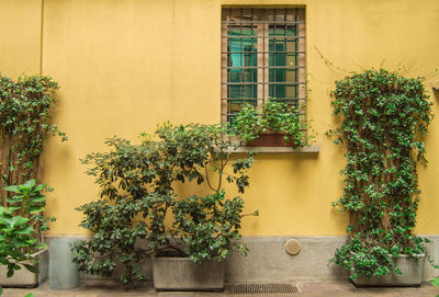 Yellow exterior wall of a house with a traditional window and plants in flower pots, milan, italy.