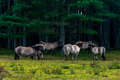 Horses standing in a field