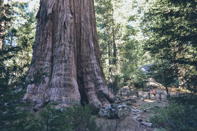 Trees in forest