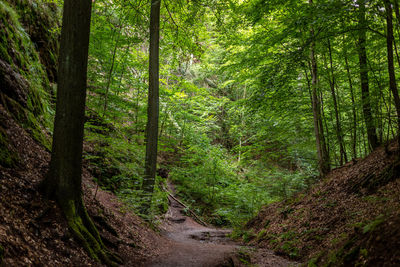 Hiking trail in the drachenschlucht, dragon gorge near eisenach, thuringia