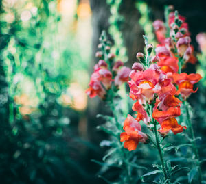 Close-up of orange flowering plant