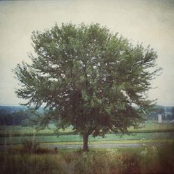 tree