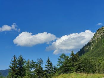 Low angle view of trees against blue sky