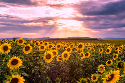 Scenic view of sunflower field against sky during sunset