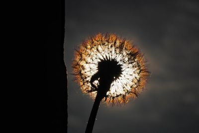 Close-up of dandelion against sky