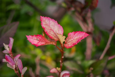 Close-up of pink flowering plant leaves