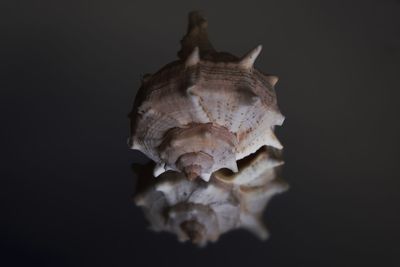 Close-up of dried plant against black background