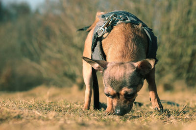 View of a dog on field