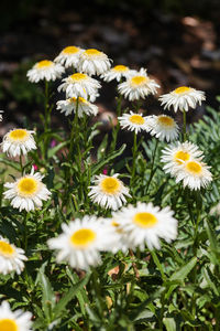 Close-up of white daisy flowers on field