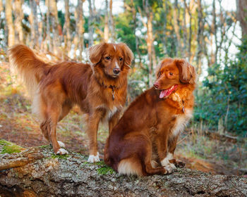 Two dogs looking away on land