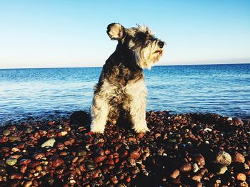 View of a dog on beach