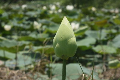 Close-up of lotus water lily on plant