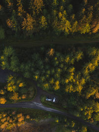 Directly above shot of road amidst trees during autumn