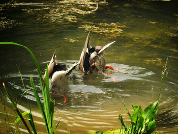 Close-up of ducks swimming on lake