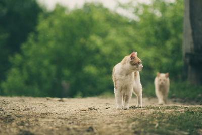 Stray cats walking on field against trees