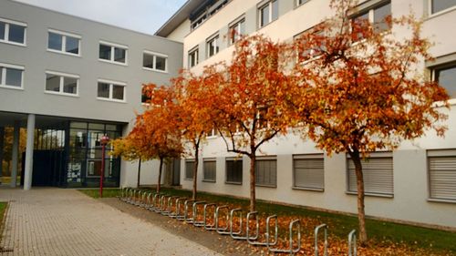 Tree in city during autumn