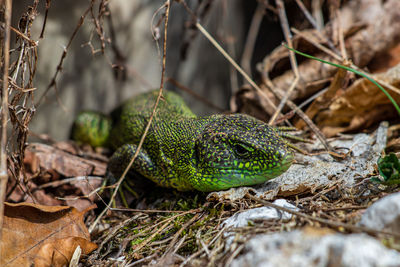 Close-up of lizard on field