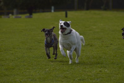 Dogs running on grassy field