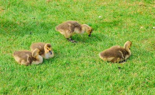 High angle view of ducklings on field
