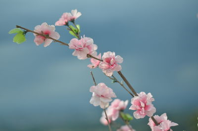 Close-up of pink cherry blossoms in spring