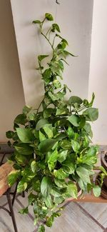 Close-up of potted plant on table at home