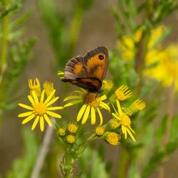 Close-up of butterfly pollinating on yellow flower