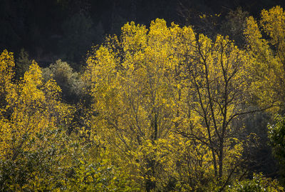 Yellow trees in forest