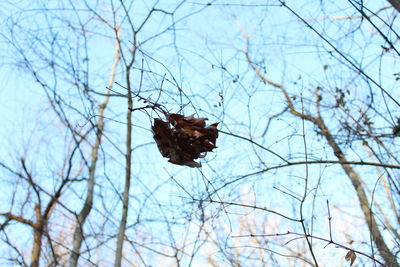 Low angle view of dead plant against bare trees