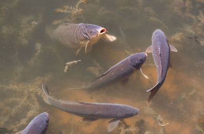 High angle view of fish swimming in water