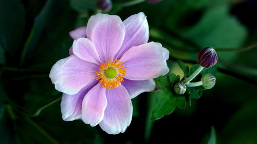 Close-up of pink flowering plant