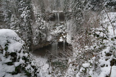 Snow covered trees in forest