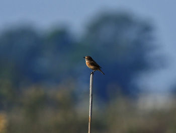 Close-up of bird perching