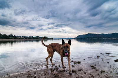 Dog standing on beach against sky