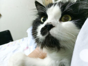 Close-up portrait of kitten on bed