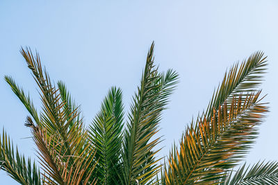 Low angle view of palm tree against clear blue sky