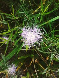 Close-up of purple flower blooming outdoors