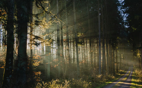 Scenic view of forest