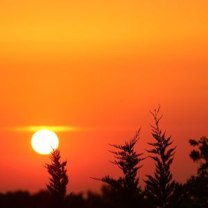 Silhouette tree against orange sky