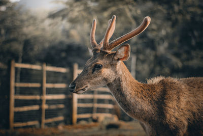 Deer standing in a field