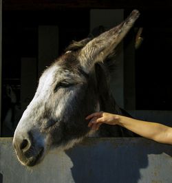 Close-up of hand feeding horse