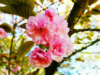 Close-up of pink flowers blooming on tree