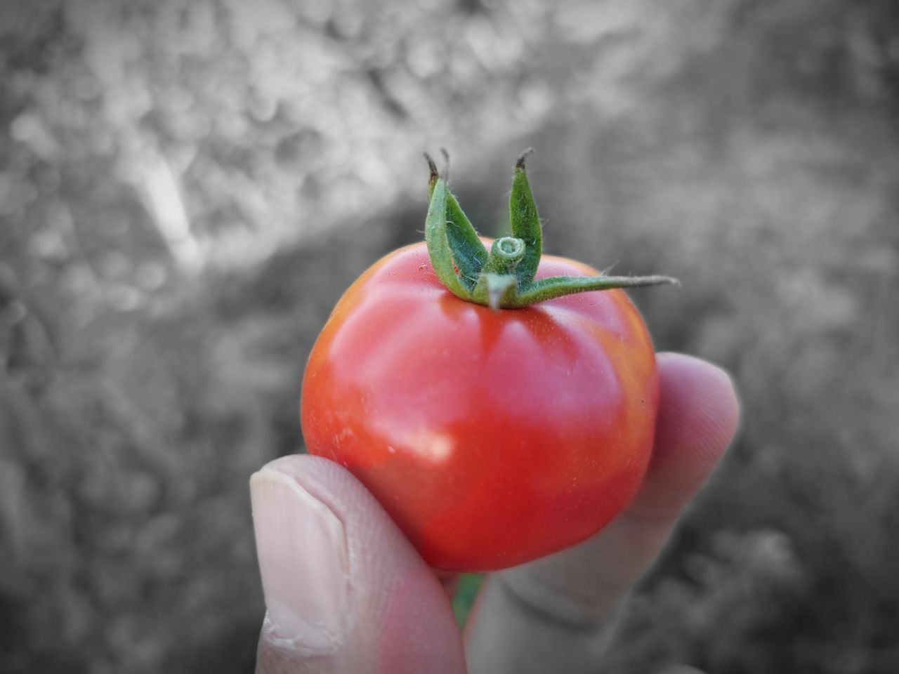 CLOSE-UP OF HAND HOLDING RED CHILI