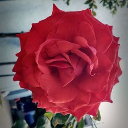 Close-up of red rose