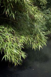 Close-up of fresh green leaf in water